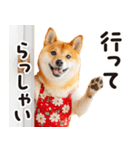 柴犬ママ【家族連絡】（個別スタンプ：17）