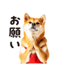 柴犬ママ【家族連絡】（個別スタンプ：19）