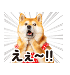 柴犬ママ【家族連絡】（個別スタンプ：23）