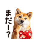 柴犬ママ【家族連絡】（個別スタンプ：24）