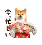 柴犬ママ【家族連絡】（個別スタンプ：26）
