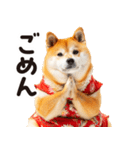 柴犬ママ【家族連絡】（個別スタンプ：28）