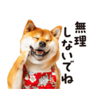 柴犬ママ【家族連絡】（個別スタンプ：29）