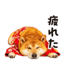 柴犬ママ【家族連絡】（個別スタンプ：30）