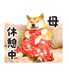 柴犬ママ【家族連絡】（個別スタンプ：31）