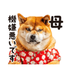 柴犬ママ【家族連絡】（個別スタンプ：32）