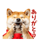 柴犬ママ【家族連絡】（個別スタンプ：37）