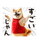 柴犬ママ【家族連絡】（個別スタンプ：39）