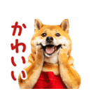 柴犬ママ【家族連絡】（個別スタンプ：40）