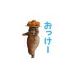 踊る！食べ物ネコ（個別スタンプ：23）