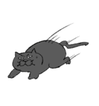 民間人のような猫（個別スタンプ：12）