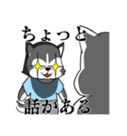 シベリアンハスキーの夏雪遊び（個別スタンプ：13）