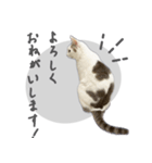 ぐら暮らし そのさん（個別スタンプ：17）