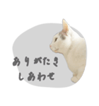 ぐら暮らし そのさん（個別スタンプ：19）