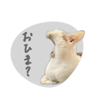 ぐら暮らし そのさん（個別スタンプ：21）