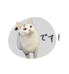 ぐら暮らし そのさん（個別スタンプ：31）
