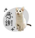ぐら暮らし そのさん（個別スタンプ：40）