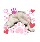 white cat♡ MILK☺︎（個別スタンプ：2）