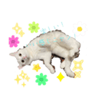 white cat♡ MILK☺︎（個別スタンプ：3）