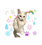 white cat♡ MILK☺︎（個別スタンプ：4）