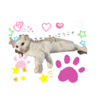 white cat♡ MILK☺︎（個別スタンプ：5）