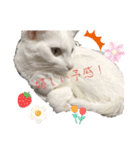 white cat♡ MILK☺︎（個別スタンプ：7）