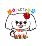 ペキニーズ in summer（個別スタンプ：1）