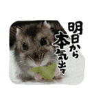 ハムスターのさくら君（個別スタンプ：8）
