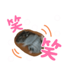 ハムスターのさくら君（個別スタンプ：13）