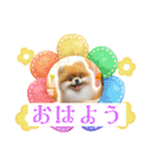 ポメラニアンの日常会話集（個別スタンプ：2）