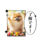 ポメラニアンの日常会話集（個別スタンプ：6）