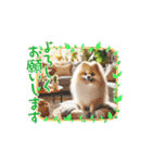ポメラニアンの日常会話集（個別スタンプ：7）
