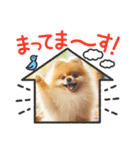 ポメラニアンの日常会話集（個別スタンプ：9）