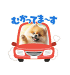 ポメラニアンの日常会話集（個別スタンプ：10）