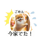 ポメラニアンの日常会話集（個別スタンプ：11）