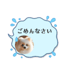ポメラニアンの日常会話集（個別スタンプ：12）