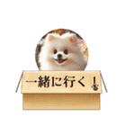ポメラニアンの日常会話集（個別スタンプ：13）