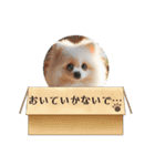 ポメラニアンの日常会話集（個別スタンプ：14）