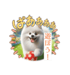 ポメラニアンの日常会話集（個別スタンプ：17）