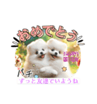 ポメラニアンの日常会話集（個別スタンプ：22）