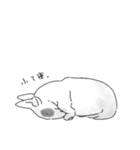 ブルテリアとちょっとオカメインコ（個別スタンプ：8）