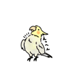 ブルテリアとちょっとオカメインコ（個別スタンプ：40）