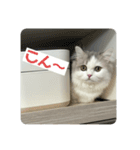 なにわのテンちゃん！（個別スタンプ：1）