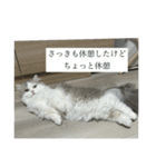 なにわのテンちゃん！（個別スタンプ：11）