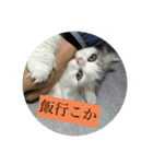 なにわのテンちゃん！（個別スタンプ：12）