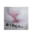 なにわのテンちゃん！（個別スタンプ：13）