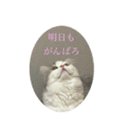 なにわのテンちゃん！（個別スタンプ：14）