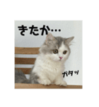 なにわのテンちゃん！（個別スタンプ：15）