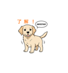 子犬の英語教師（個別スタンプ：1）