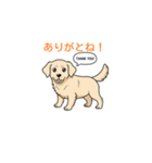 子犬の英語教師（個別スタンプ：3）
